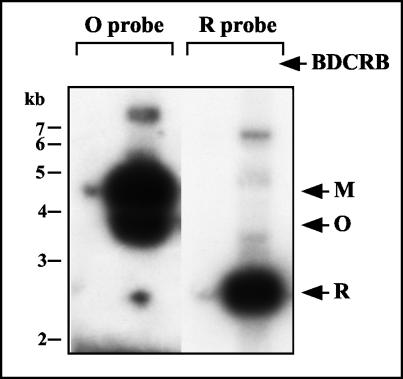 FIG. 8.