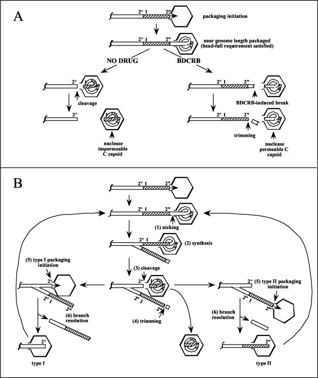 FIG. 9.