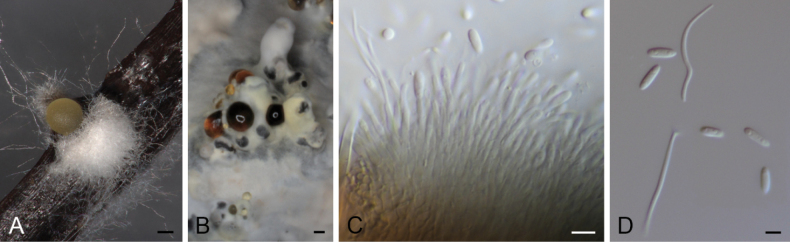 Figure 4.