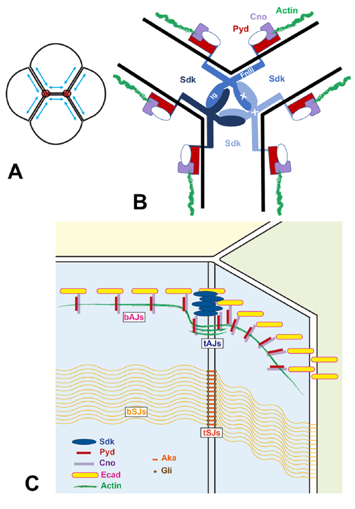 Figure 7: