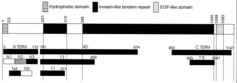 FIG. 1