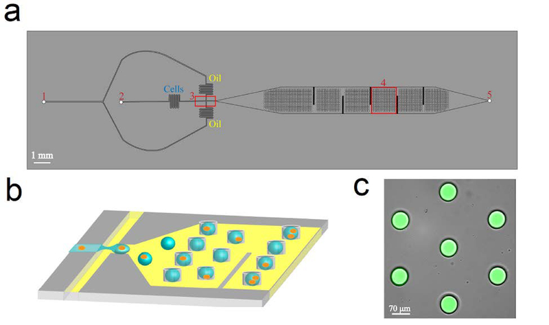 Fig 1.