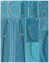 Figure 17