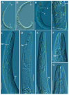 Figure 19