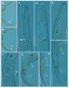 Figure 13