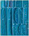 Figure 18