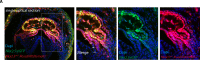 Figure 3—figure supplement 3.