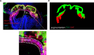 Figure 2—figure supplement 1.
