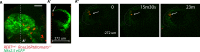 Figure 8—figure supplement 1.