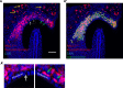 Figure 1—figure supplement 2.