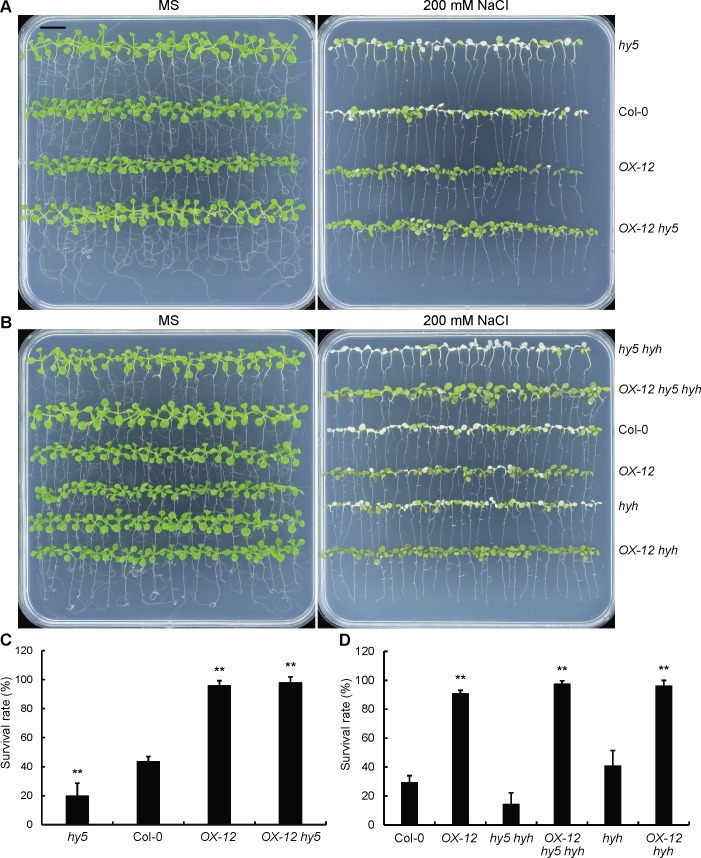 Fig 8