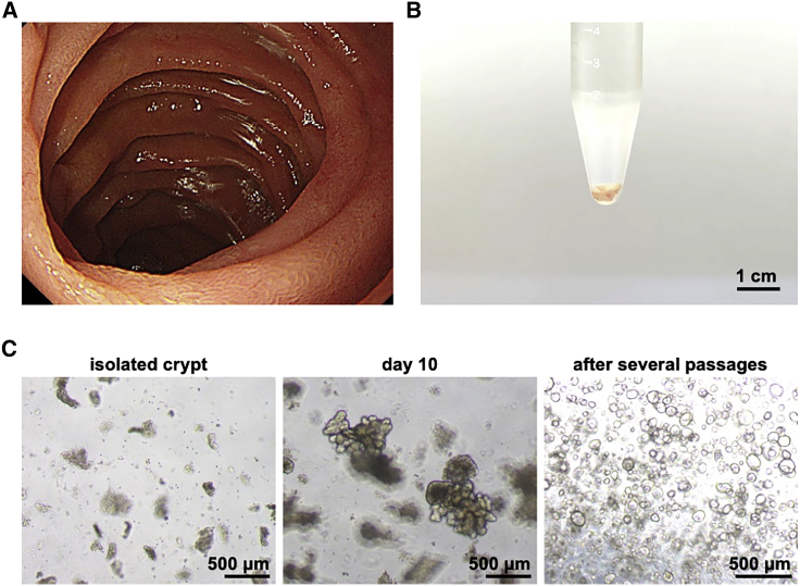 Figure 1