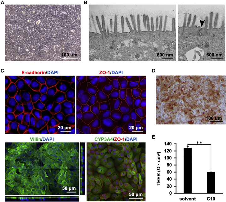 Figure 2