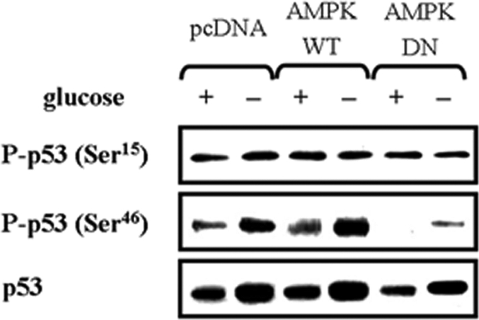 FIGURE 7.