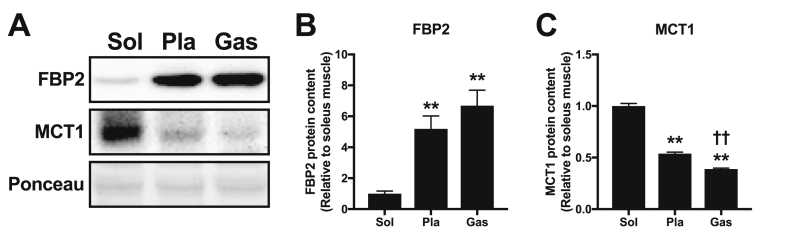 Fig. 7