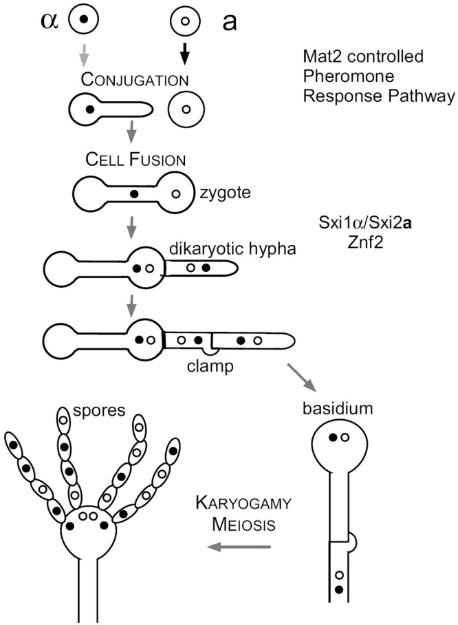 FIG 1 