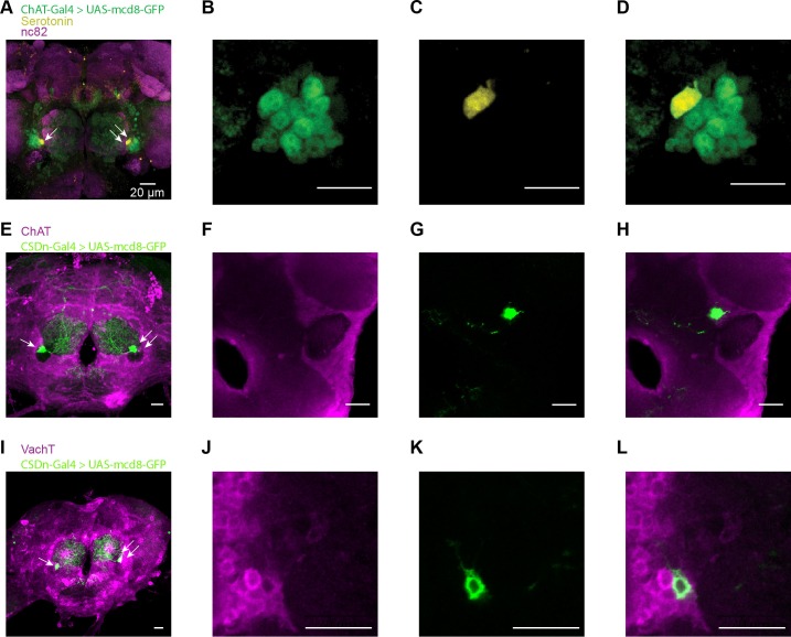 Figure 3—figure supplement 3.