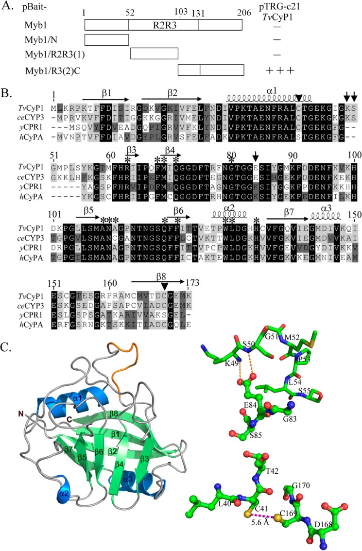 FIGURE 1.