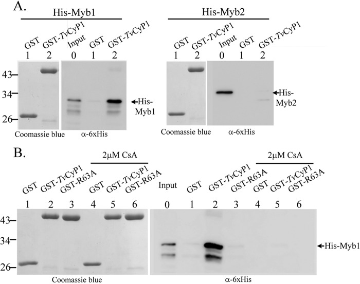 FIGURE 2.