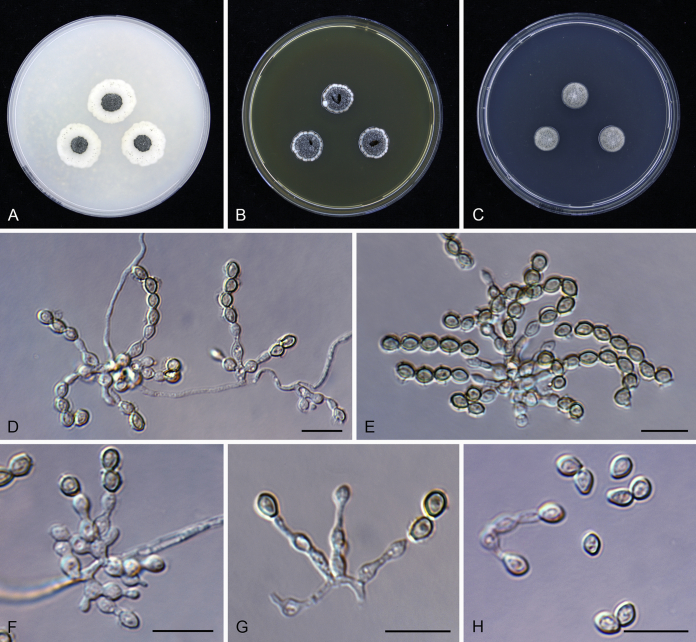 Fig. 12