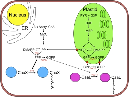 Figure 11.