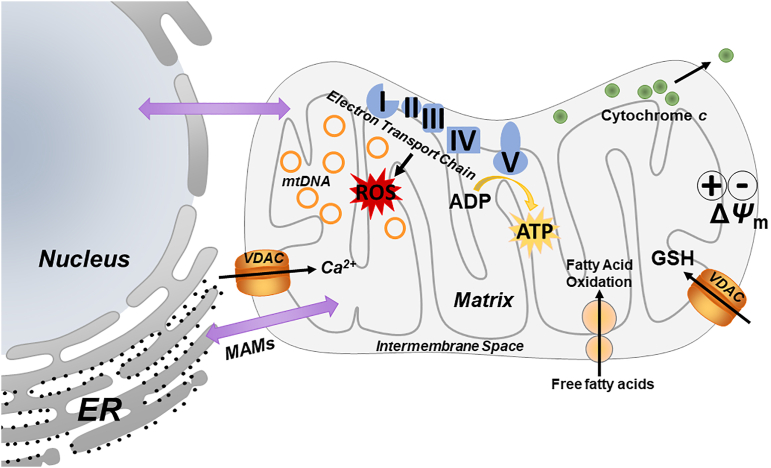 Figure 1