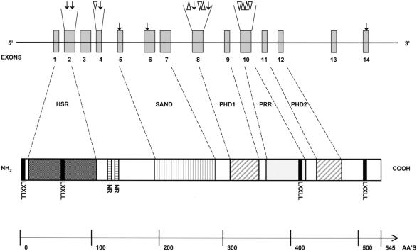 Figure  1