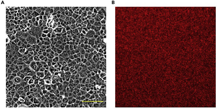 Figure 2