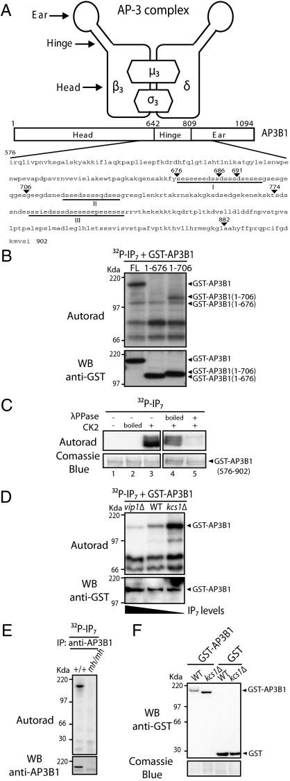 Fig. 1.