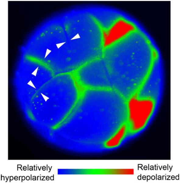 Fig. 9