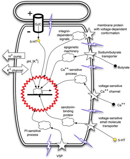 Fig. 7