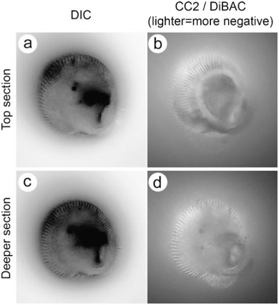 Fig. 10