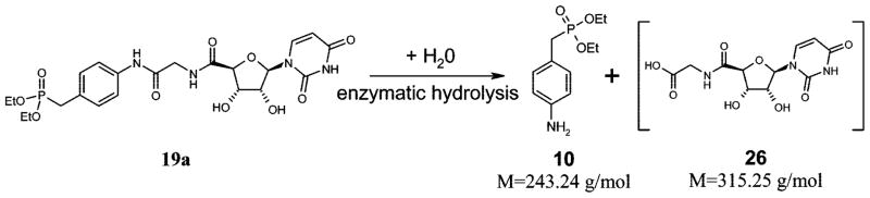 Scheme 5