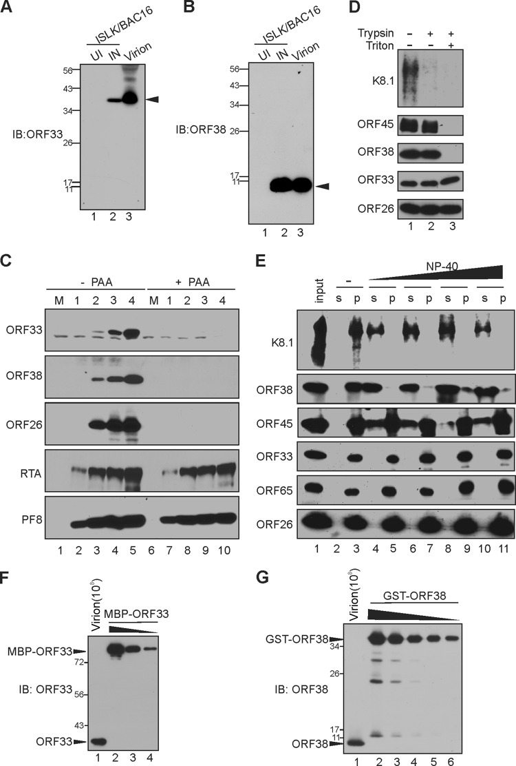 FIG 1