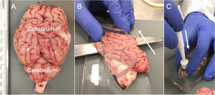 Fig. 1