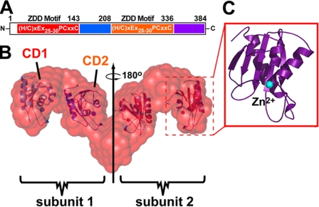 FIGURE 1.