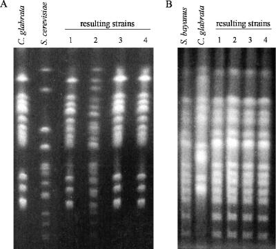 FIG. 2.