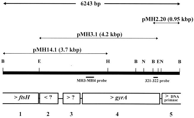 FIG. 1