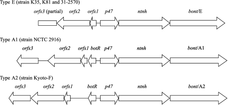 FIG. 1.