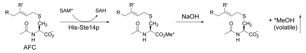 Scheme 4