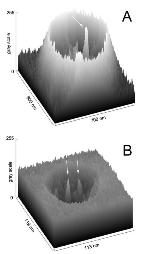 Fig. 5