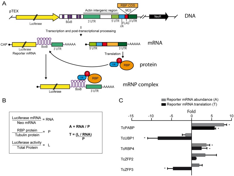 Fig 4