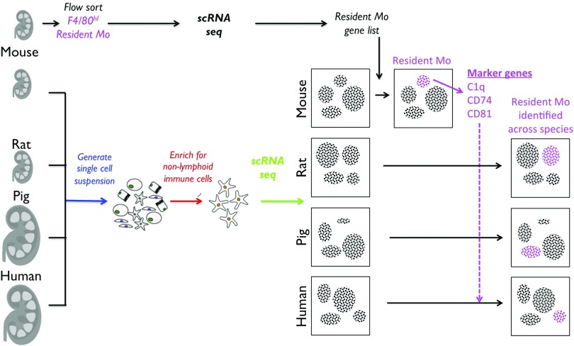 How to Find a Resident Kidney Macrophage: the Single-Cell Sequencing ...