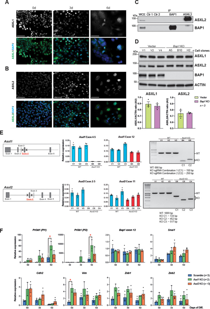 Figure 5—figure supplement 1.