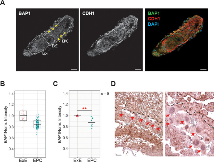 Figure 1—figure supplement 1.