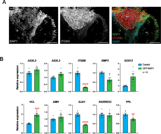 Figure 6—figure supplement 1.