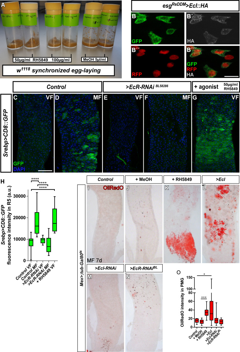Figure 2—figure supplement 1.