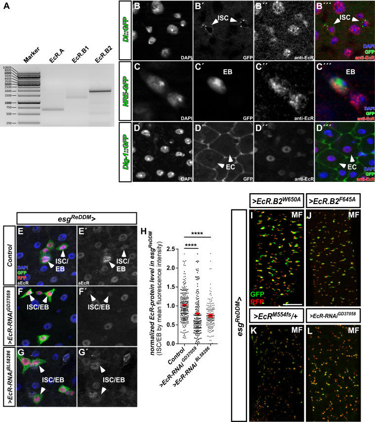 Figure 1—figure supplement 1.
