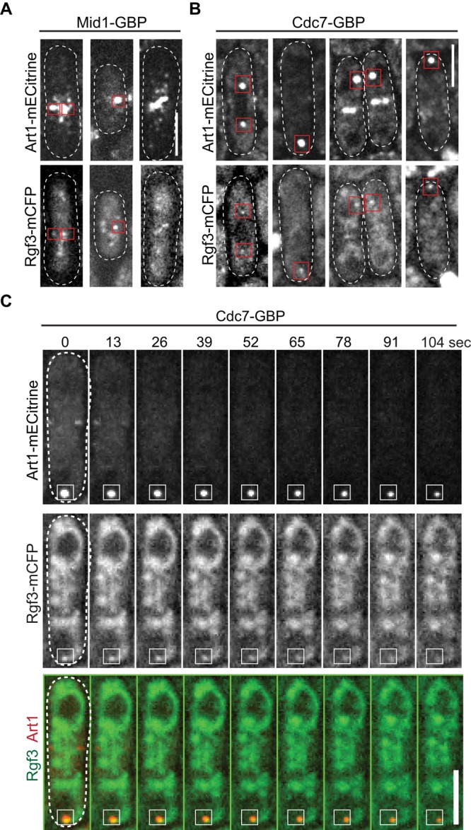 FIGURE 5: