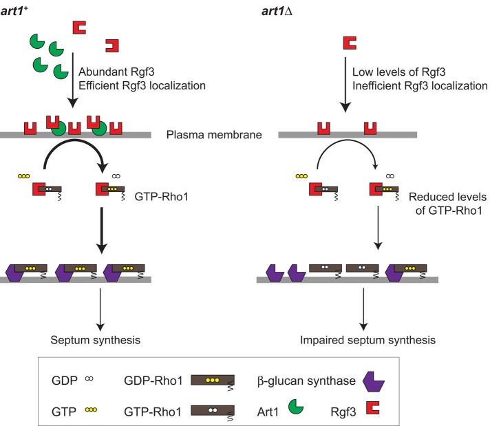 FIGURE 7: